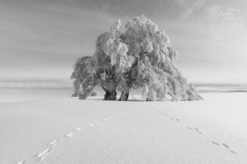 arbre givré et traces de lièvre arbre givré avec des traces de lièvre