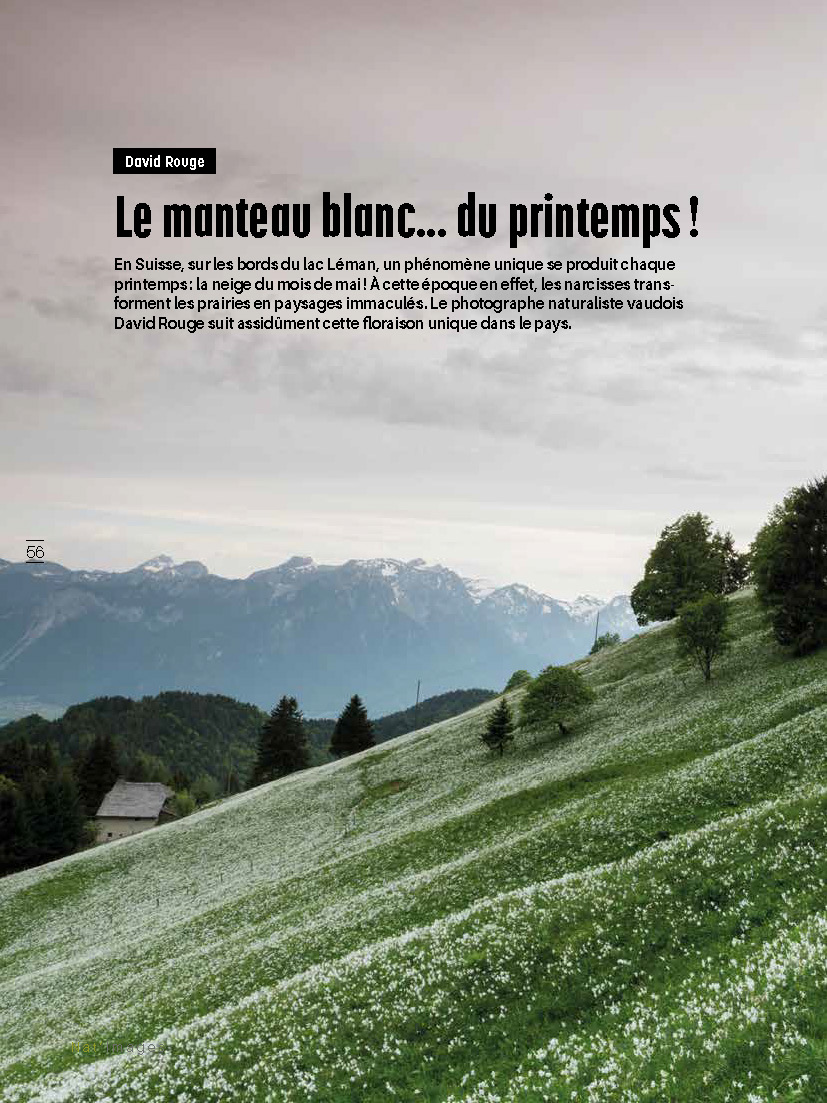 narcisses revue la salamandre