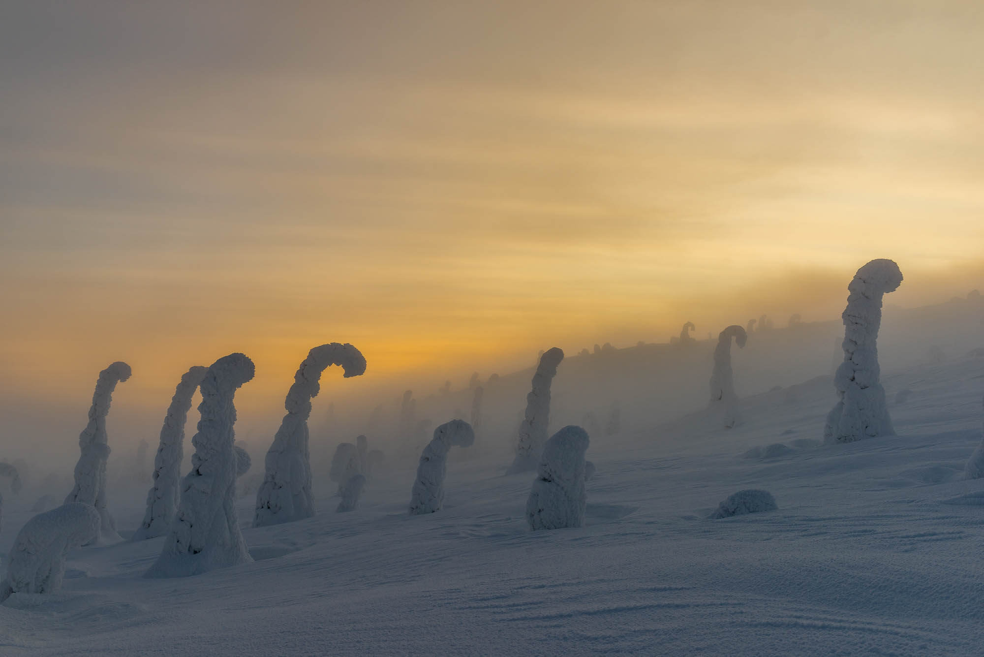 Parc national Riisitunturi arbres momifiés par le froid de l'hiver en Finlande