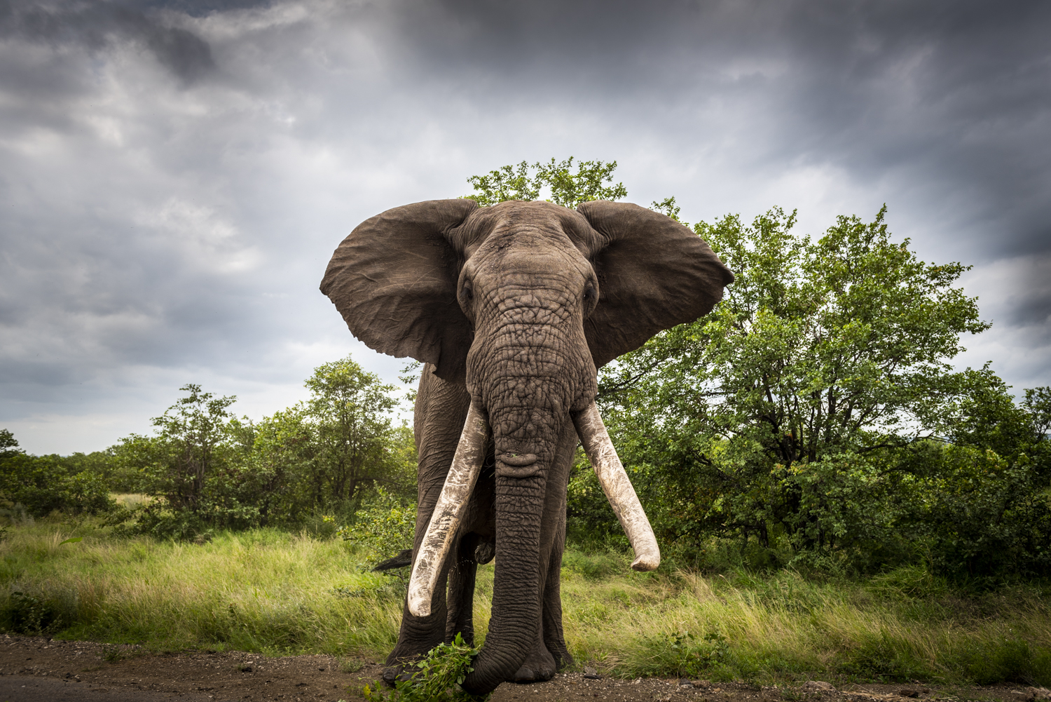 Eléphant d'Afrique Eléphant d'Afrique avec de très grandes défenses