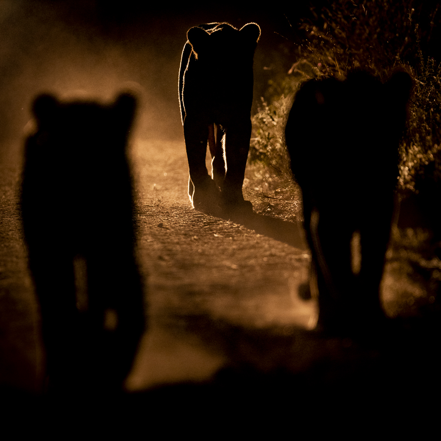 lions de nuit lors d'un safari privatisé en Afrique avec David Rouge 3 lionnes de nuit lors d'un safari privatisé en Afrique avec David Rouge