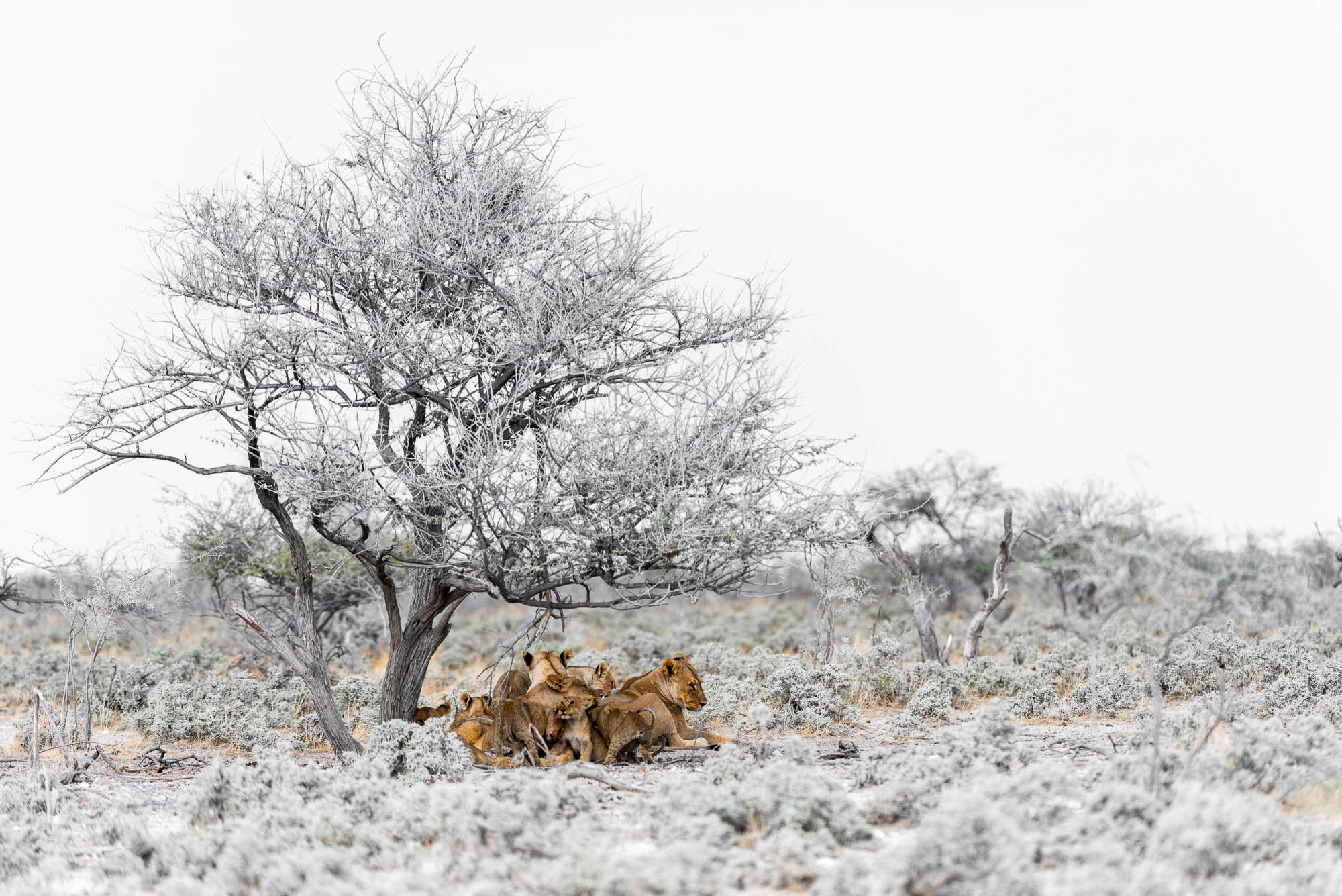 lions Namibie lions à l'ombre d'un arbre