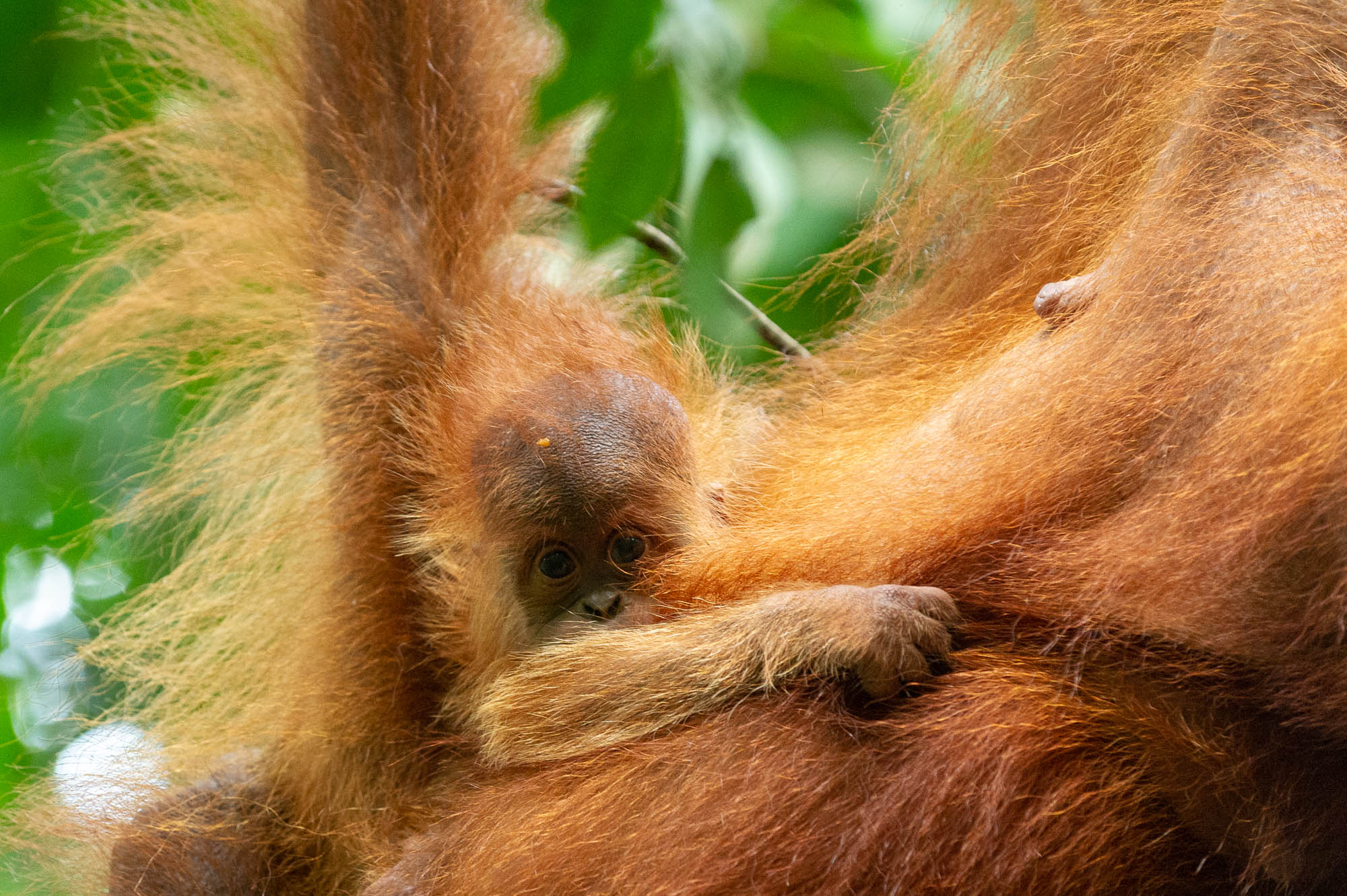 orang-outan bébé orang-outan avec sa maman