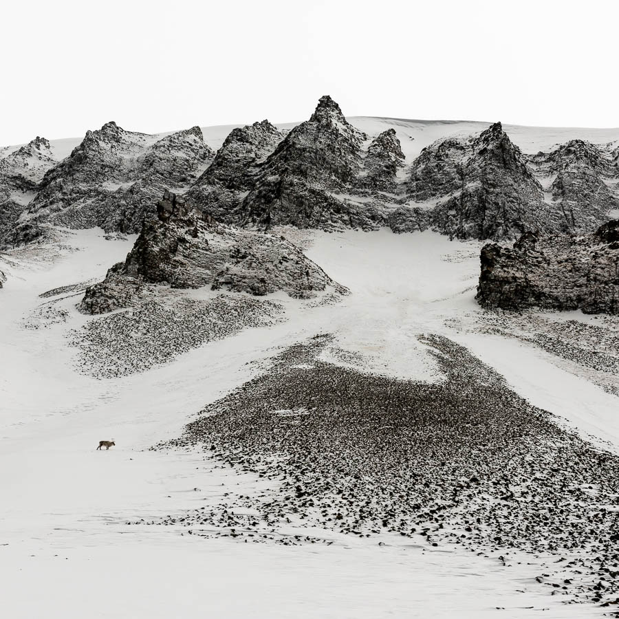renne au Svalbard par David Rouge renne sauvage au Svalbard au pied de la montagne
