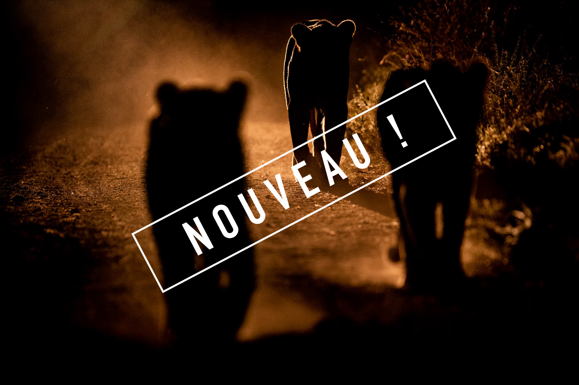lion en chasse de nuit en afrique australe trois lionnes en chasse de nuit