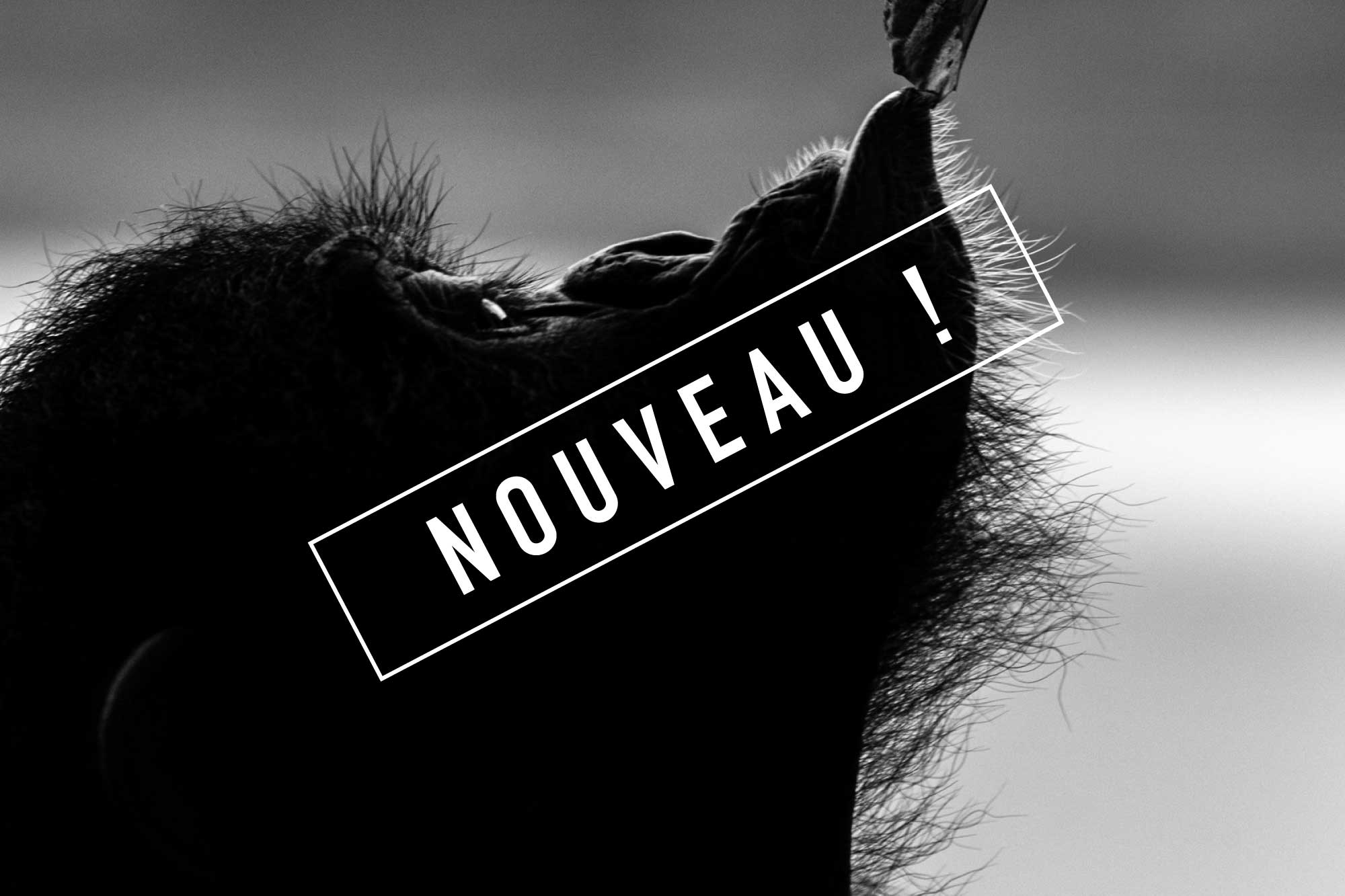 trois lionnes en chasse de nuit