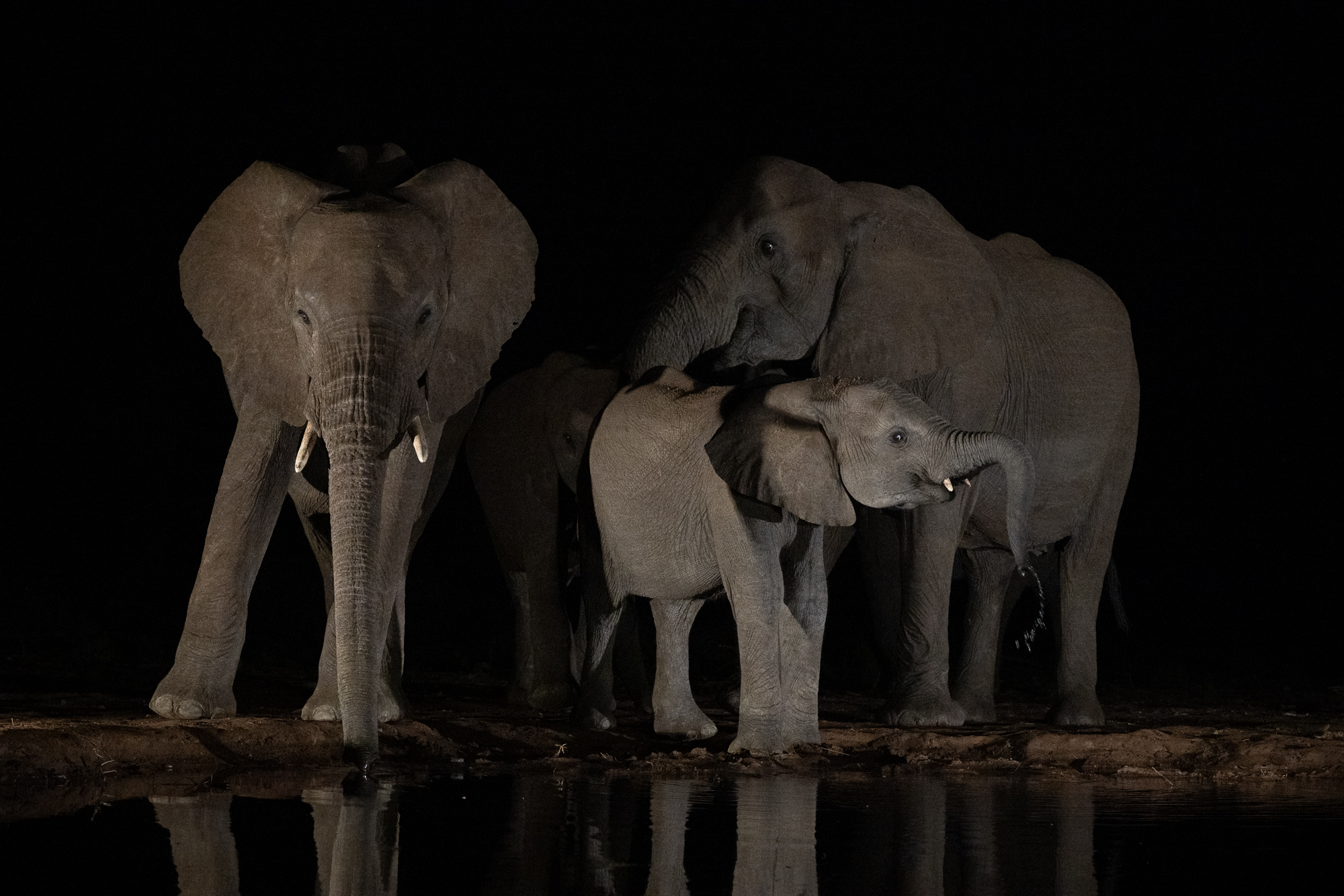 trois lionnes en chasse de nuit