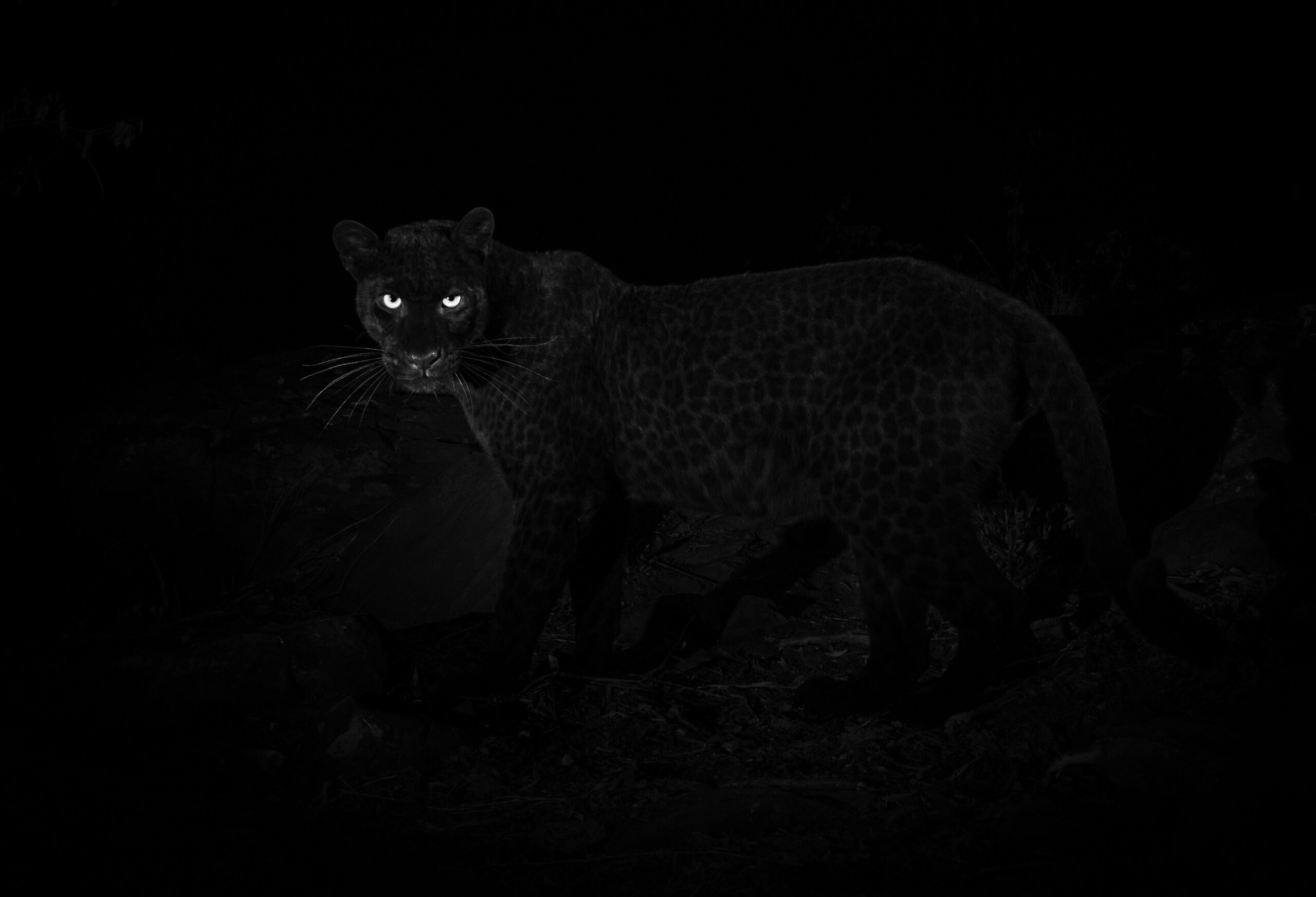 trois lionnes en chasse de nuit